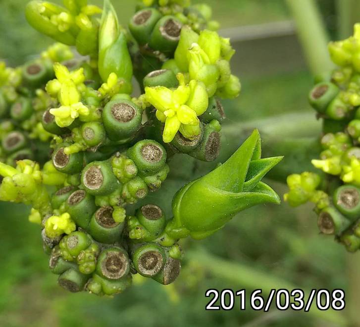 黃花龍舌蘭的幼苗、sprout of Agave desmetiana